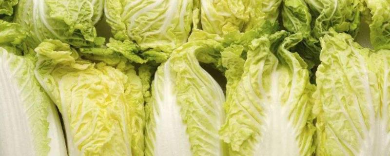 大白菜能抗多少度的低温，在多少度就不生长了