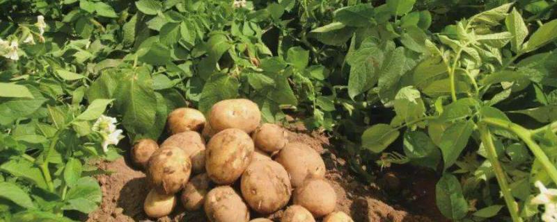 土豆亩产，附种植时间和方法 土豆种植技术和管理亩地投资多少