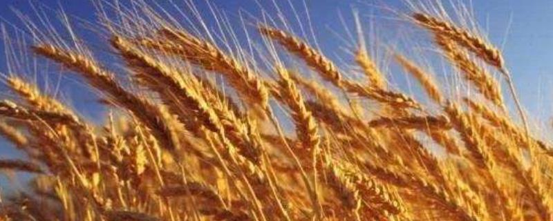 小麦是什么，小麦原产地是哪个国家，出口小麦最多的欧洲国家是哪个