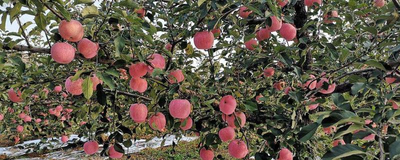 苹果树8月份施什么肥，打什么药 苹果树8月份施什么肥,打什么药好