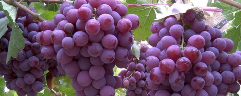 葡萄的生物学特点，品种有哪些（葡萄的生物学特点,品种有哪些种类）