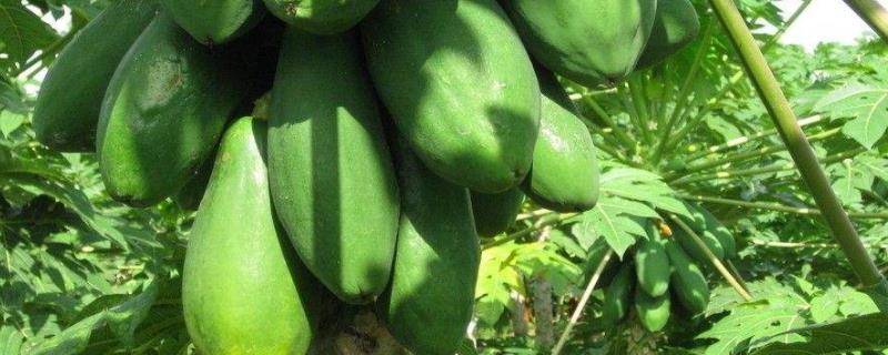 木瓜种子种植能结果吗，如何种植 木瓜种子能种出来吗?