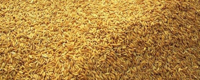 一斤谷子能打多少米，能酿多少酒 一斤谷子打出几斤米