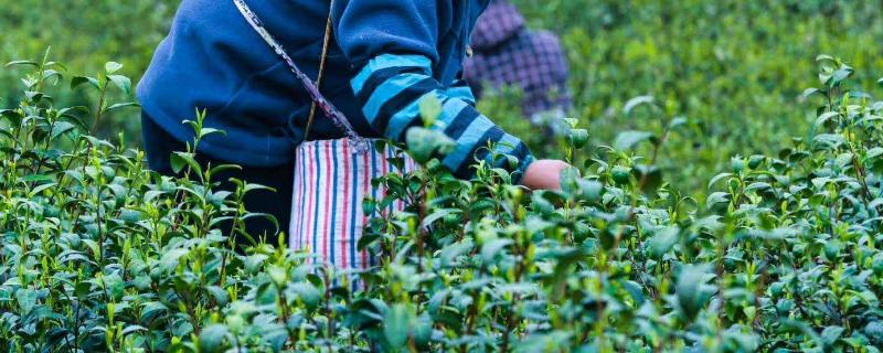 茶叶专用肥料，附茶叶的种植技术 茶叶施肥用什么肥料好