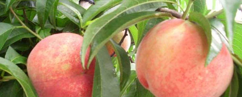 桃子打了农药多久能吃，怎么清洗 桃子打药了还能吃吗