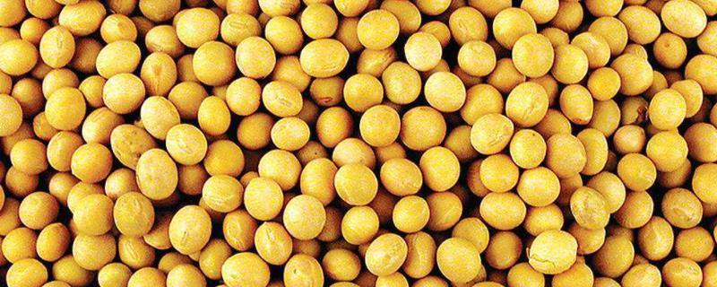 黑农48大豆品种介绍，产量如何（黑农48大豆品种简介）