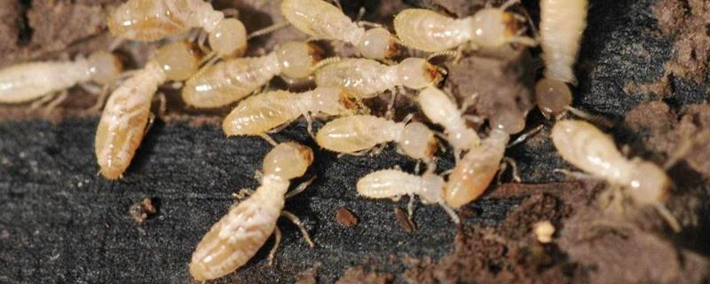 白蚁的防治有办法吗，一般在什么时候防治