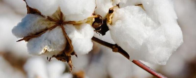 棉花化控的时间和剂量,意义及应用 棉花化学调控主要是什么