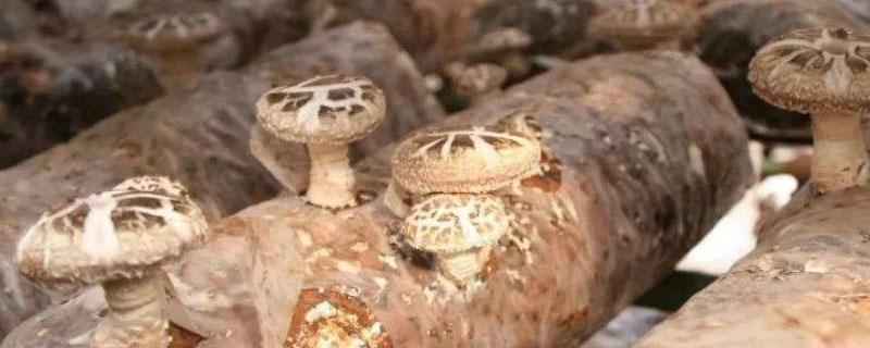 香菇出菇时喷水技巧 香菇可以喷水吗