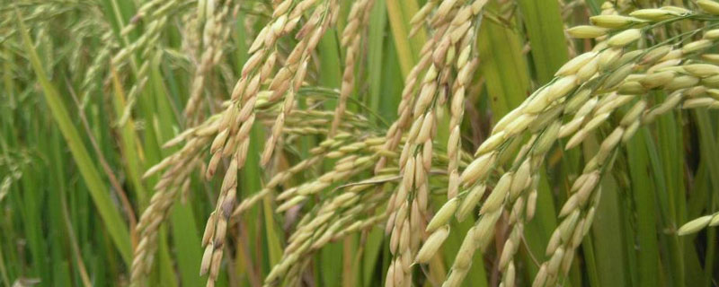 水稻返青柯杈肥什么时候用 水稻返青施什么肥