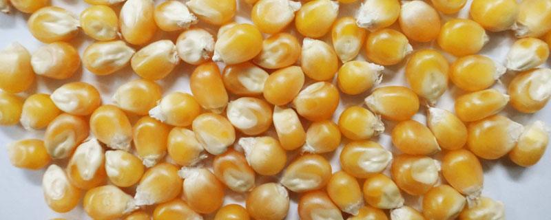 玉米粒是由什么发育来的（玉米籽粒是由什么发育而来的）