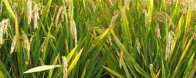水稻缺钾有什么症状 水稻缺钾有什么症状和危害