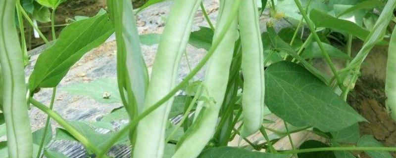 秋云豆角何时种植 秋豆角几月份种植最好