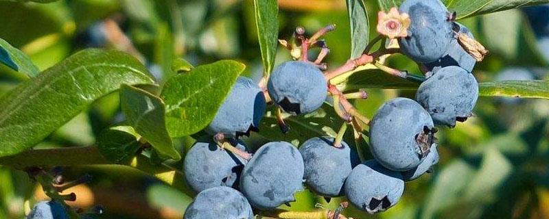 蓝莓可以施鸡粪肥吗 蓝莓可以施猪粪吗