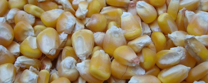 玉米种子泡水几天发芽