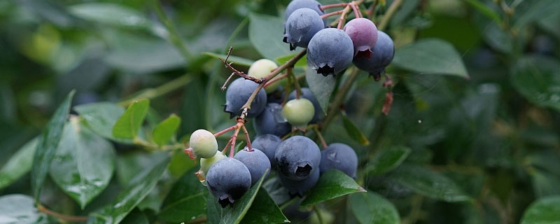 蓝莓坐果期施什么肥 蓝莓坐果期施什么肥料