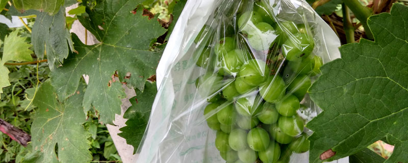 葡萄长多大开始套袋的时间 葡萄快成熟的时候什么时候套袋
