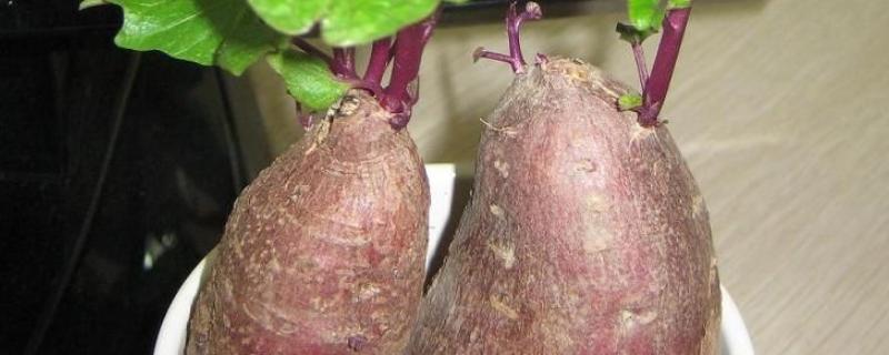 水培红薯的养殖方法和注意事项