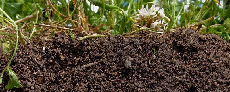 黏质土壤适合种植什么