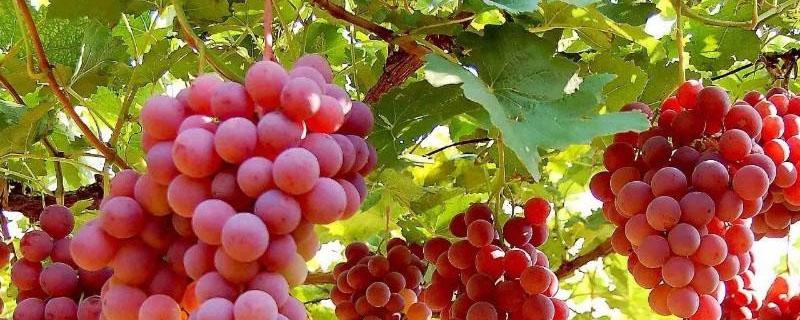 中国中原地区种植葡萄是源于（中国中原地区种植葡萄是源于哪里）