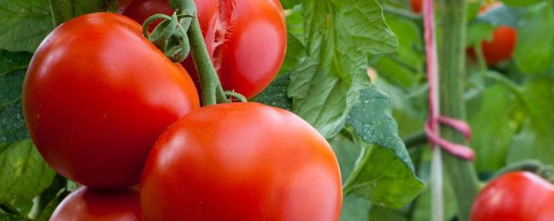 西红柿可以施复合肥吗 西红柿能用复合肥追肥吗
