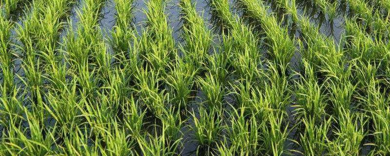 水稻秧苗被淹了还能生长吗