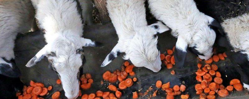 羊喂黄豆的正确方法,好处和坏处分析 羊喂黄豆水的好处和坏处