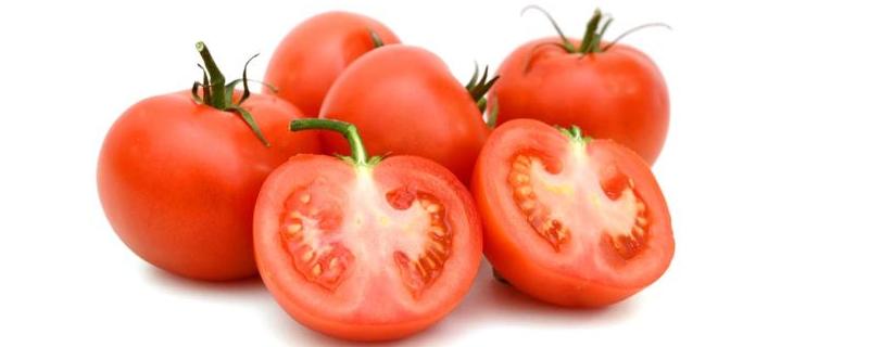防治番茄卷叶的偏方,原因及防治方法 防治番茄卷叶的偏方,原因及防治方法视频
