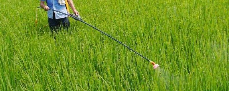 精恶唑禾草灵对水稻有没有影响 精恶唑禾草灵对稗草效果