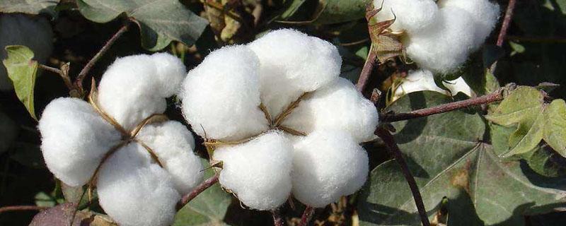 棉花施钾肥最佳时间 棉花什么时候施磷肥最好