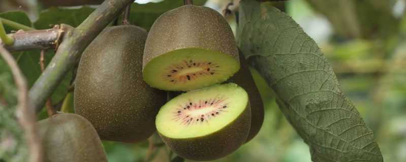 种植猕猴桃几年挂果 种植猕猴桃几年挂果一颗长果吗