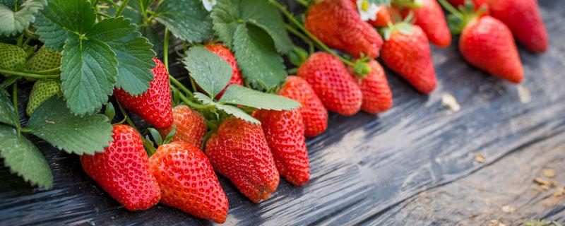 网购草莓苗为什么种不活 在网上买的草莓苗怎栽不活是什么原因?