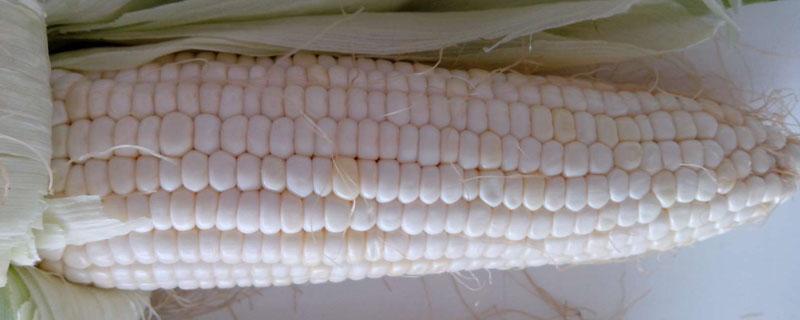 白色玉米是什么玉米 玉米粒是白色的是什么玉米