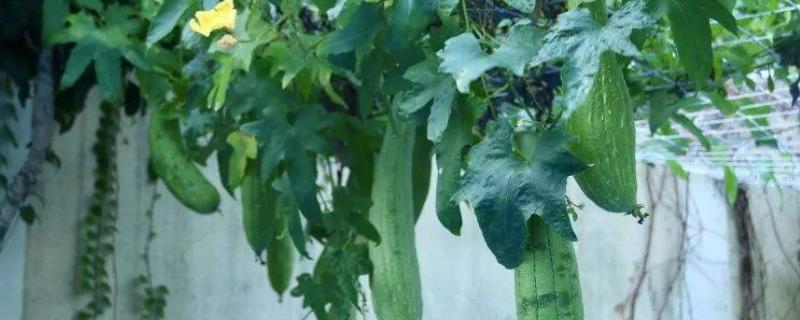 秋丝瓜种植时间及技术要点 丝瓜的种植方法和季节