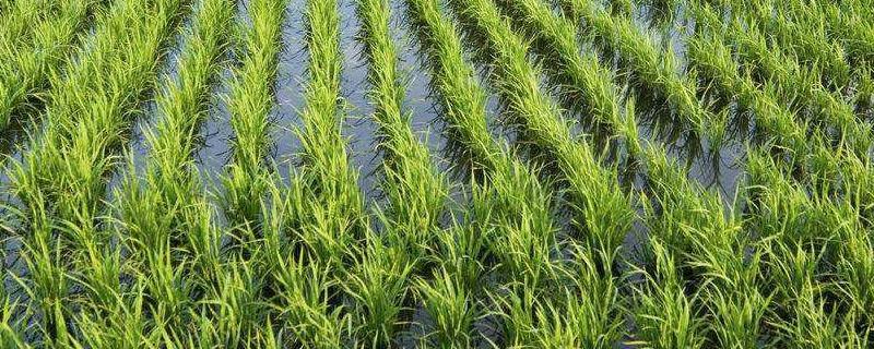 三江平原种植水稻的有利条件（三江平原水稻种植优势）