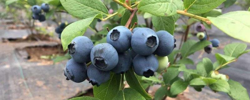 蓝莓的种植方法（蓝莓的种植方法和技术）