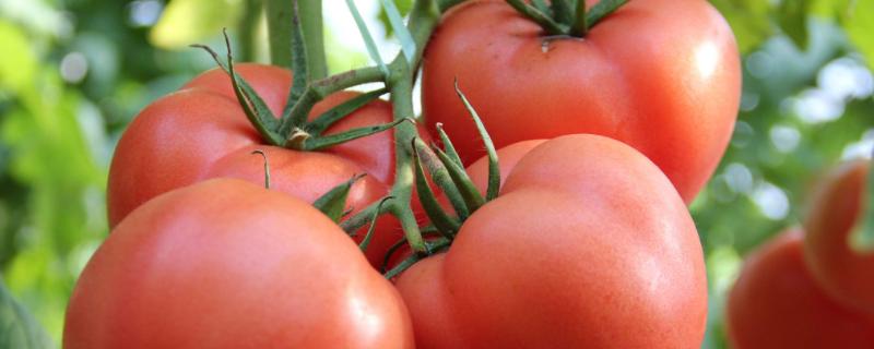 番茄一般采用什么方法进行生产（番茄一般采用什么方法进行生产的）