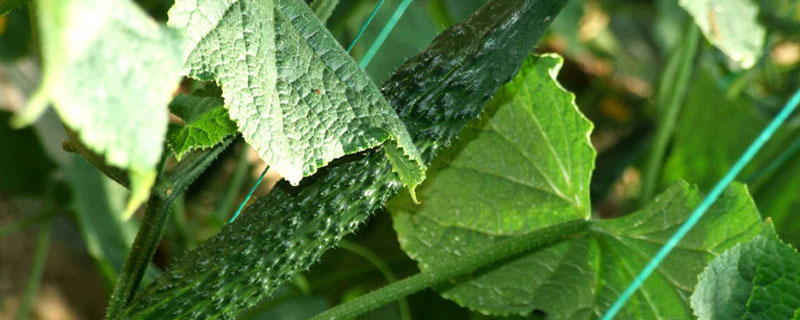 黄瓜霜霉病的防治 黄瓜霜霉病的防治小方法