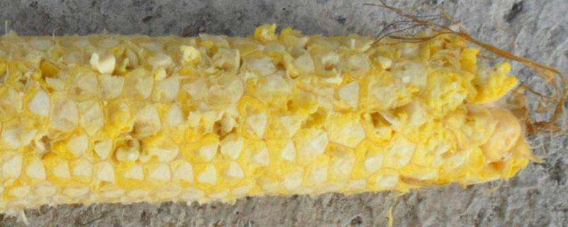 玉米中间的芯是什么 玉米中间的芯是什么发育成的
