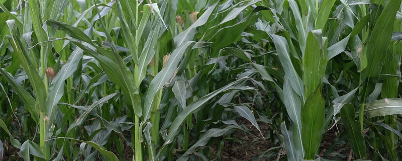 草甘膦除草剂对玉米的影响