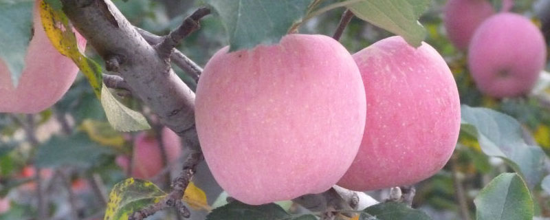 苹果食心虫什么时间打药 苹果树桃小食心虫什么时间打农药