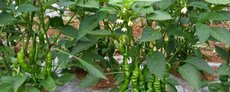 辣椒是单株种植还是双株种植 辣椒单颗种植还是双颗种植
