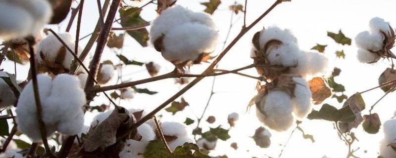 最早种植棉花的国家是哪个国家