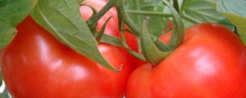 西红柿为什么会烂果,烂果有什么办法 西红柿烂果怎么回事
