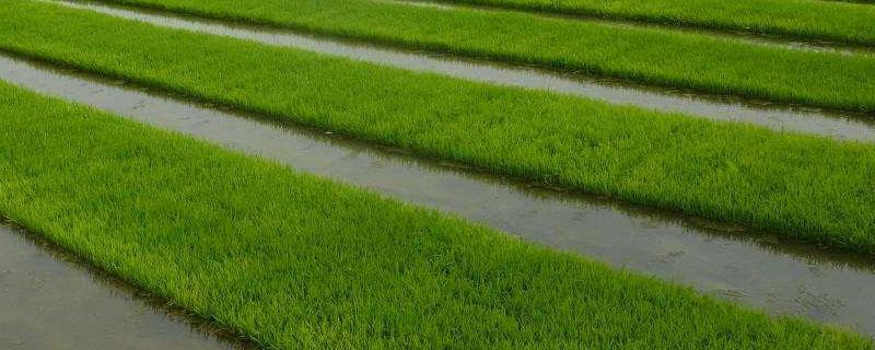 水稻苗床尿素喷施量 水稻苗期叶面喷施尿素用量