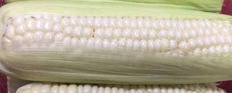 珍珠玉米和普通玉米有什么区别 珍珠玉米是什么