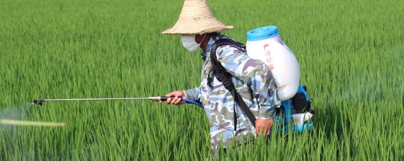 二甲四氯对水稻使用注意什么 二甲四氯用量水稻