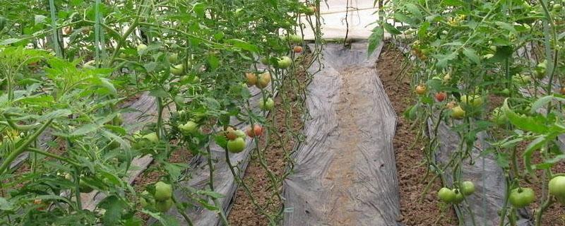 番茄筋腐病发病原因以及防治 西红柿筋腐症状和原因?