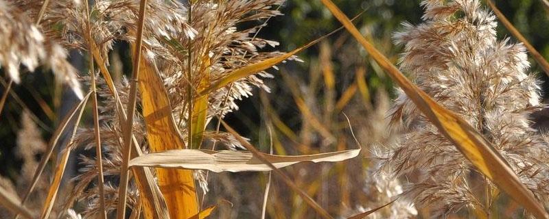 玉米田芦苇草用什么除草剂