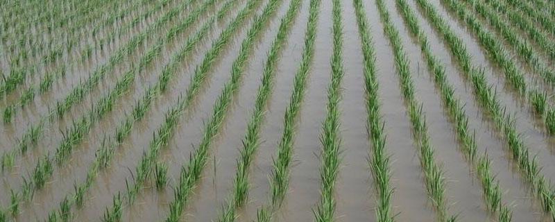 水稻秧苗什么时候施尿素 水稻插秧后什么时候开始追肥